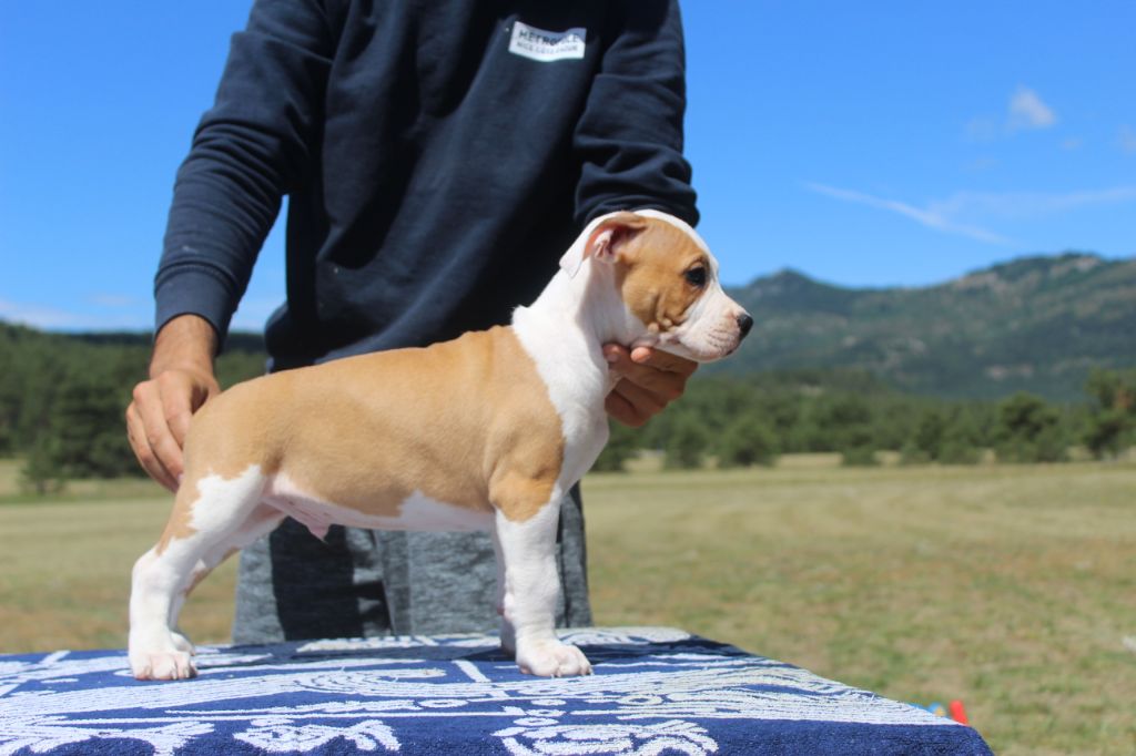 Kaly's Step - Chiot disponible  - American Staffordshire Terrier