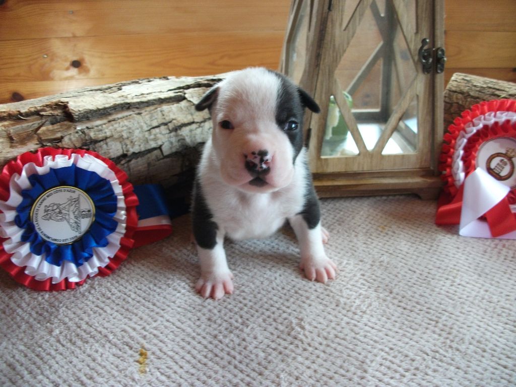 Kaly's Step - American Staffordshire Terrier - Portée née le 23/01/2018