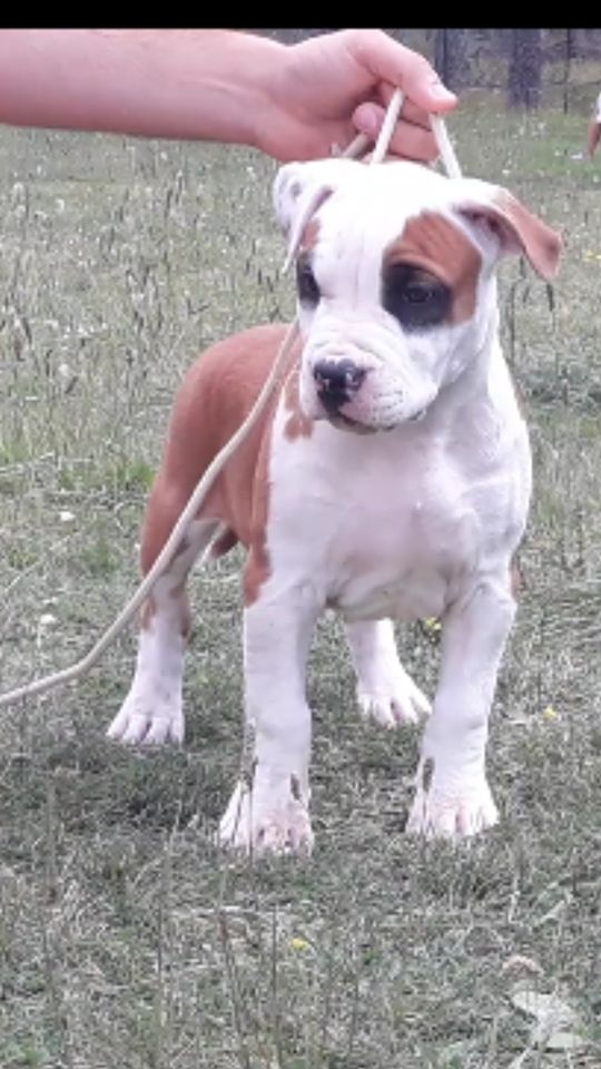Kaly's Step - American Staffordshire Terrier - Portée née le 09/06/2018